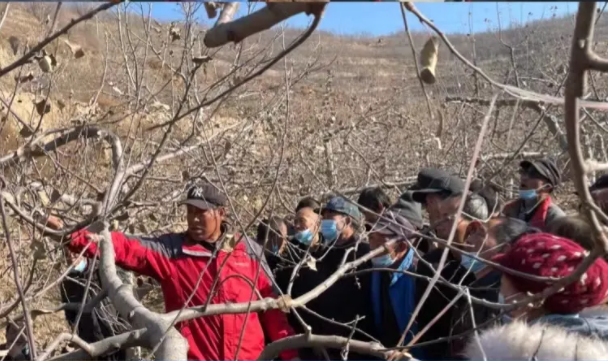 市产投集团在静宁帮扶村开展冬季果园管理培训(图5) 市产投集团在静宁帮扶村开展冬季果园管理培训(图5)